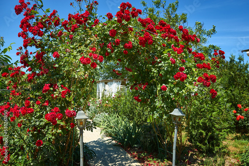 Rosa floribunda Bonica