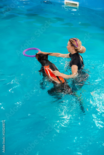 Картината върху платно Dog in life jacket swim in the swimming pool with coach