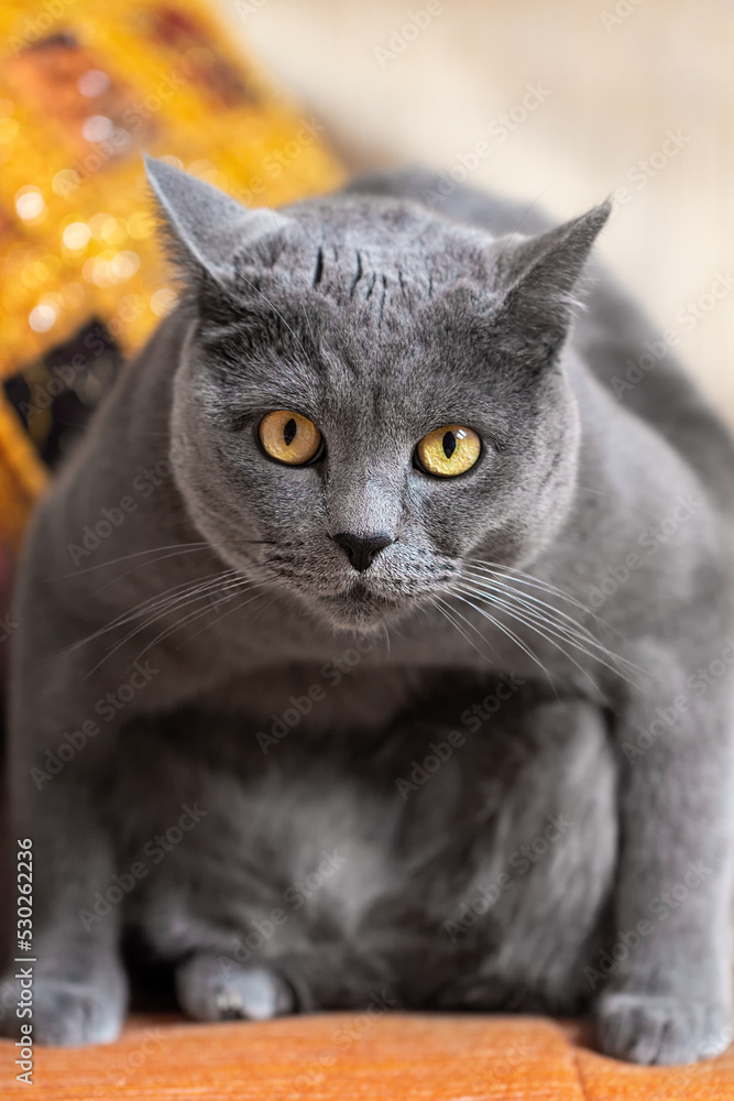 Portrait of a gray big british cat