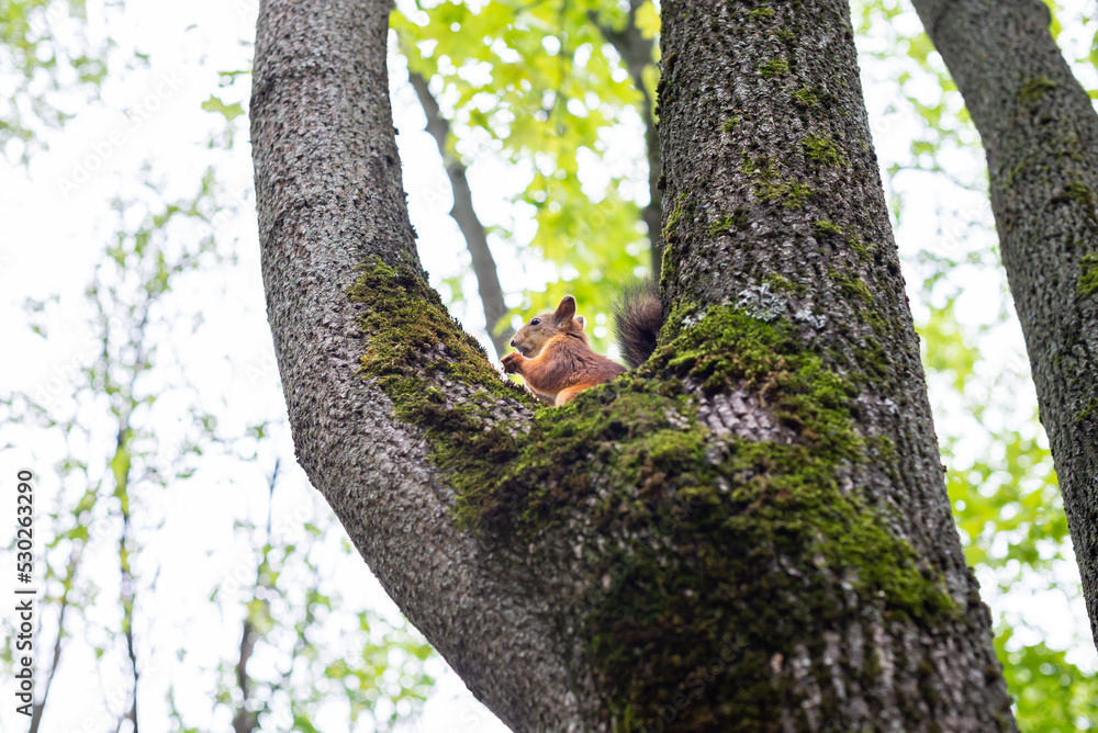 Obraz premium Squirrel in the city park. Squirrel on a tree