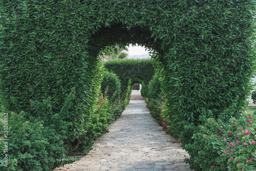 The green bush tunnel arch photo