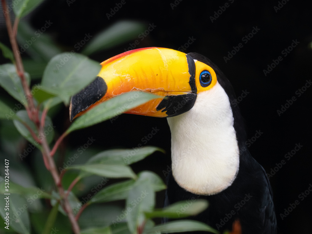 Fototapeta premium Tukan