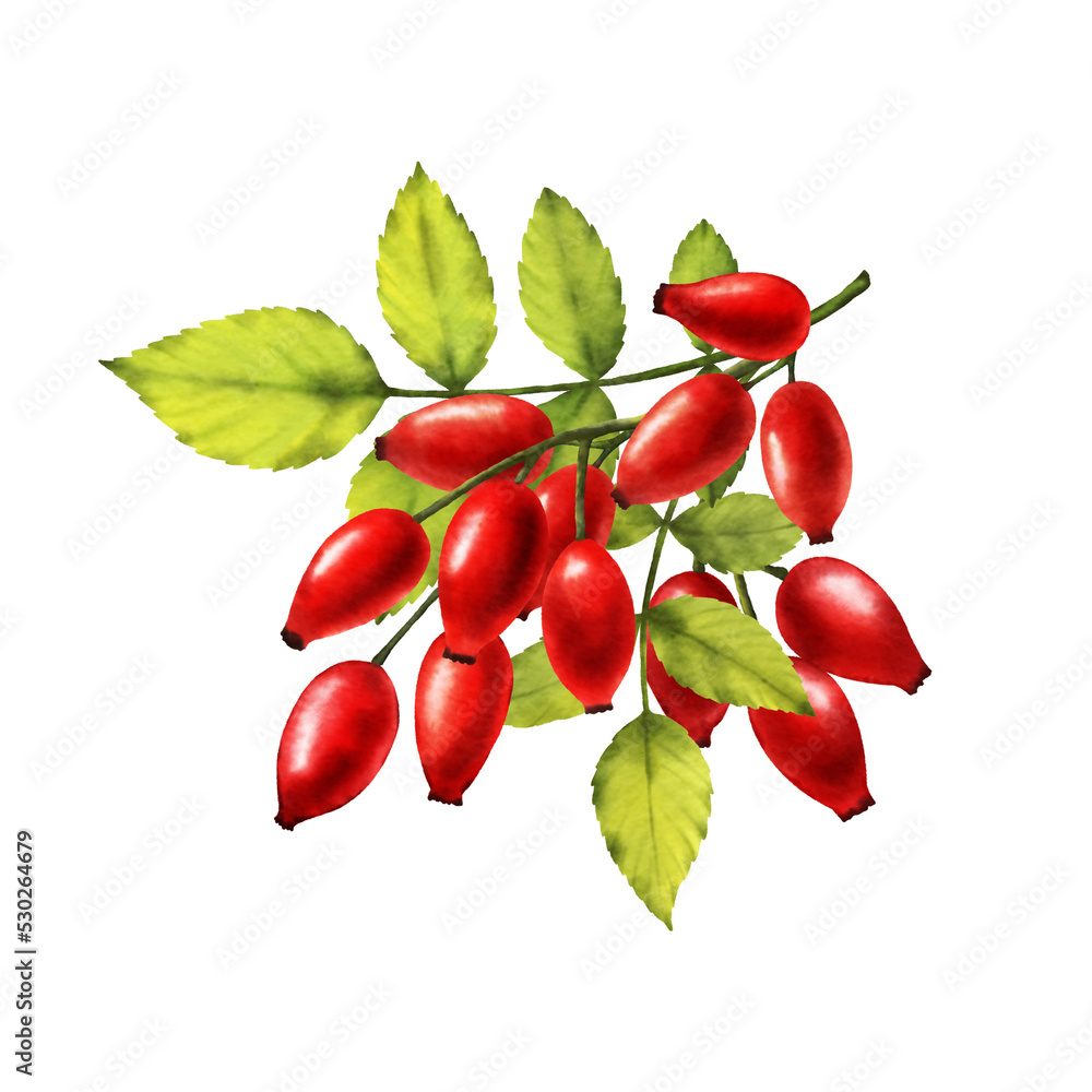Rosehip watercolor png clipart. Rosehip branch digital watercolor