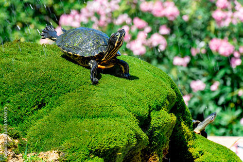 The turtle lies on the green grass against the background of flying splashes of water