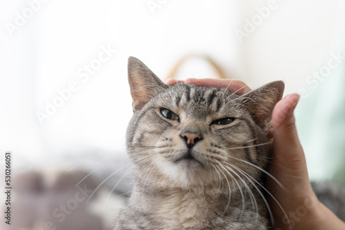 猫を撫でる　サバトラ猫 © rai