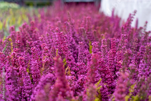 Field of purple lavender