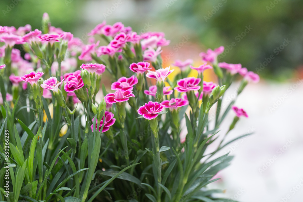 Outdoor blooming pink flowers and green leaves,Dianthus chinensis
Outdoor blooming pink flowers and green leaves,Dianthus chinensis