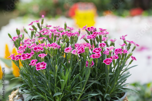 Outdoor blooming pink flowers and green leaves，Dianthus chinensis
