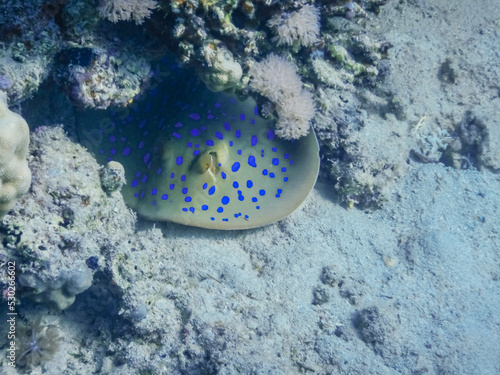 blue spotted stingray hides under corals on the seabed