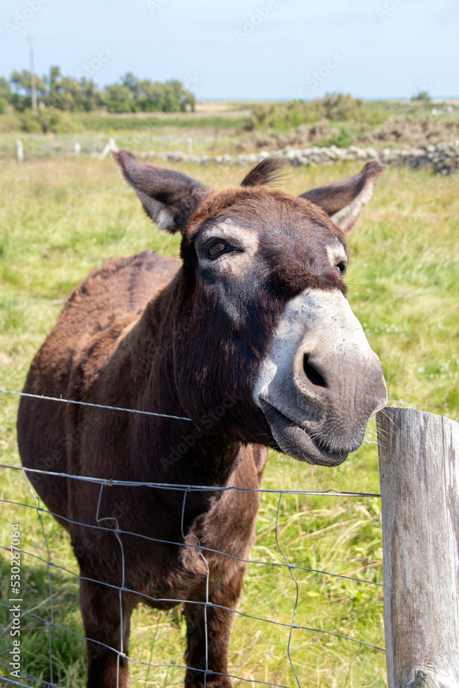 Fototapeta premium Ane du Cotentin en gros plan derrière une clôture 