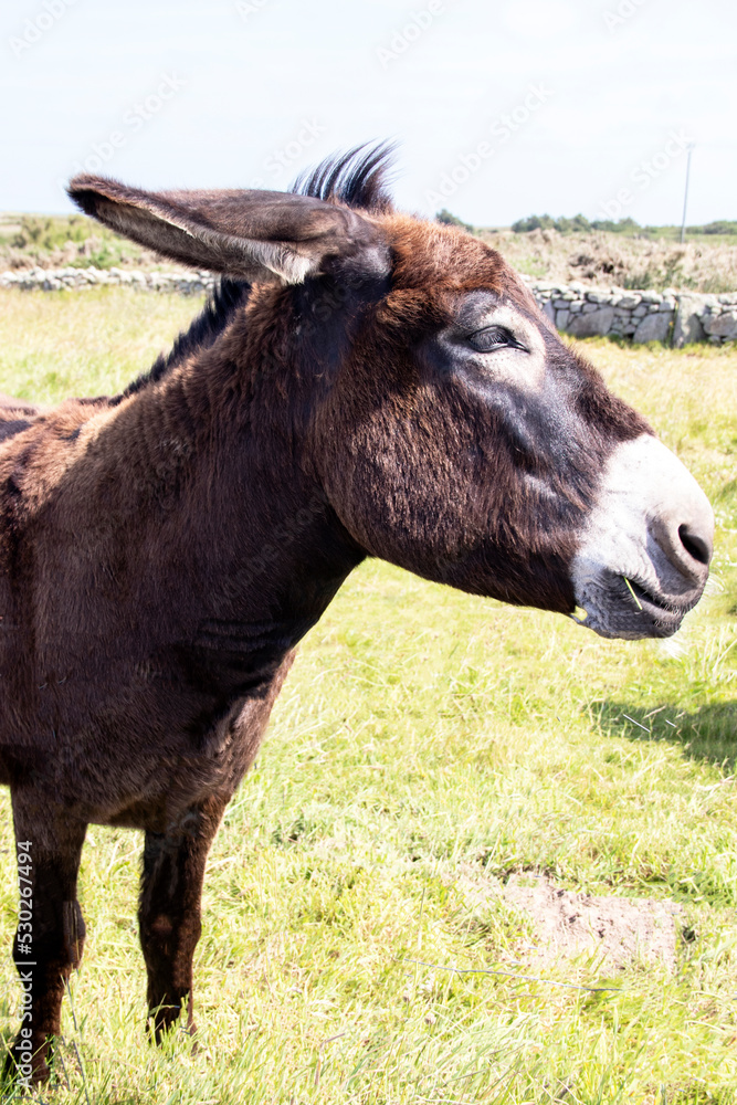Portrait d'un âne du Cotentin en profil Portrait d'un âne du Cotentin en profil