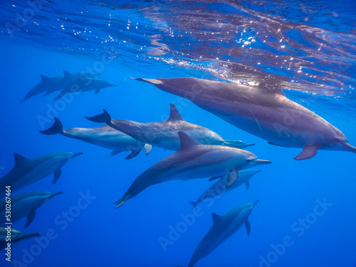 dolphins very close on the surface while diving in the red sea © thomaseder
