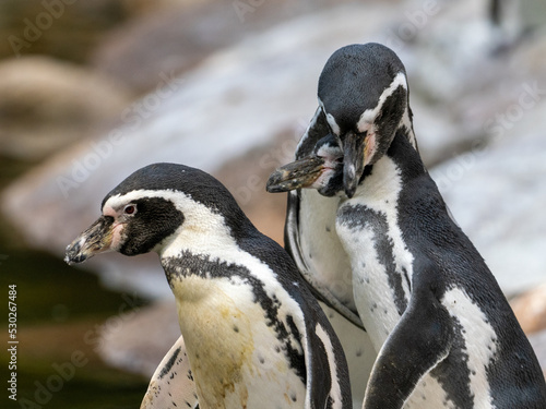 Humboltpinguin © Peter