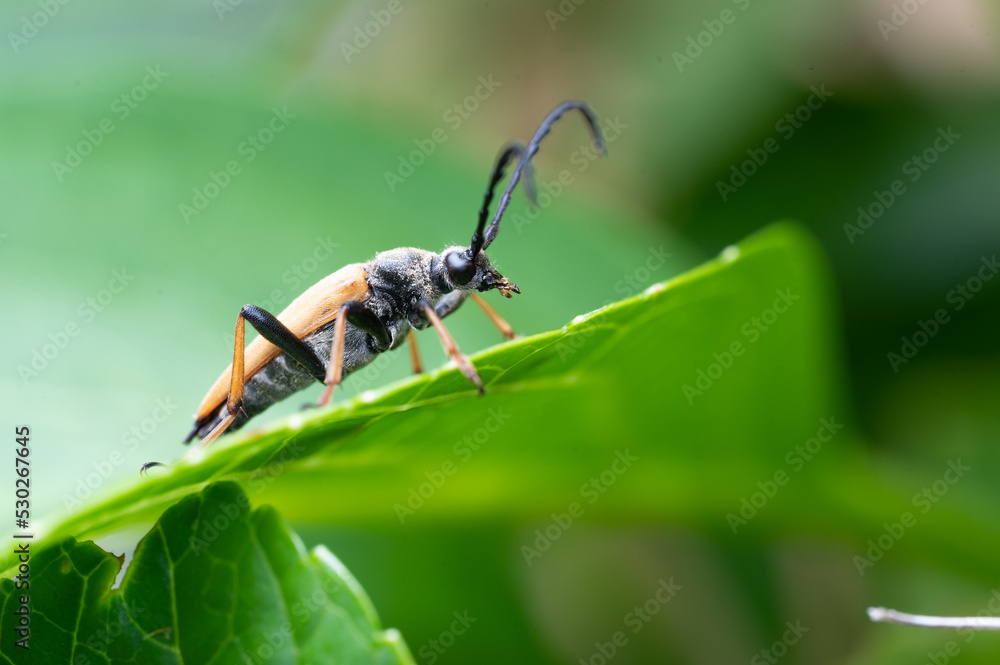 Rothalsbock auf Blatt Rothalsbock auf Blatt