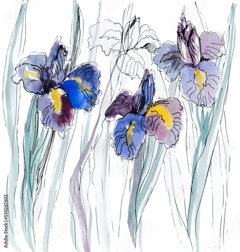 Fotografie Watercolor colorful set with irises flowers and leaves