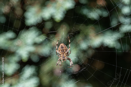 Hausspinne mit Spinnennetz vor grünem Hintergrund