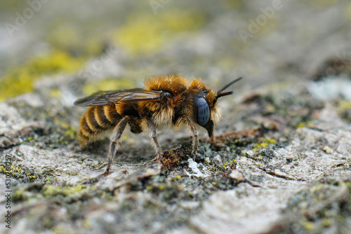 Closeup on a colorful blue-eyed and hairy male Tufted small mason bee, Hoplitis cristatula, sitting on he ground
