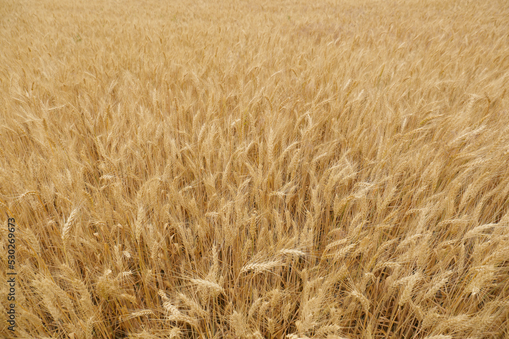 Beautiful agricultural field with ripe wheat crop Beautiful agricultural field with ripe wheat crop