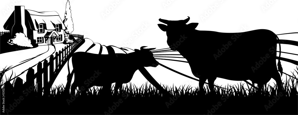 Fototapeta premium Cows field concept