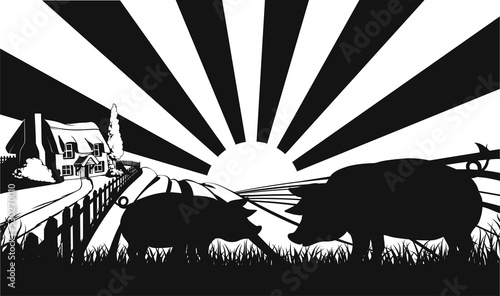 Pigs in silhouette in farm ...
