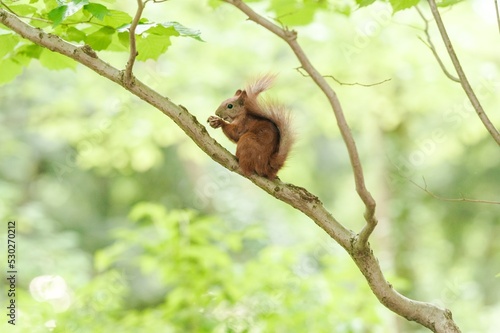 Cute red squirrel with nut on tree branch in forest