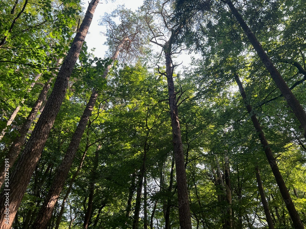 Beautiful green trees in forest on sunny day, low angle view Beautiful green trees in forest on sunny day, low angle view