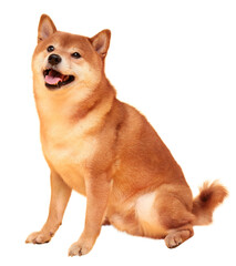 Japanese smiling Shiba Inu dog. Red-haired Japanese dog portrait. Cryptocurrency