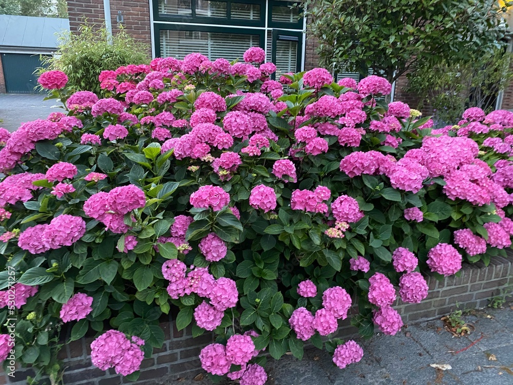 Hortensia plant with beautiful flowers growing outdoors