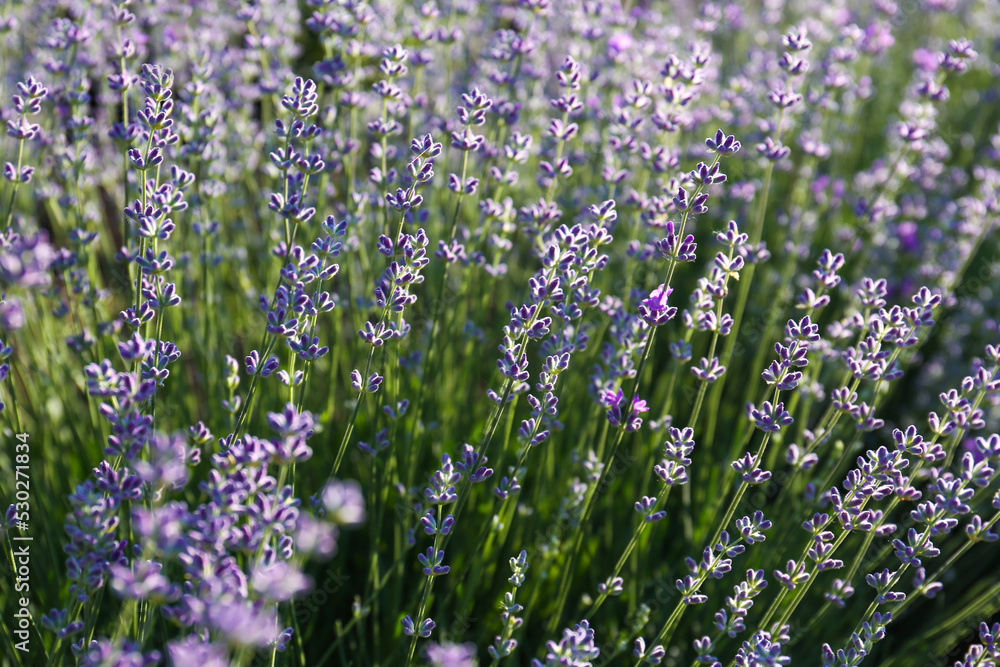 Beautiful lavender flowers growing in field, closeup Beautiful lavender flowers growing in field, closeup