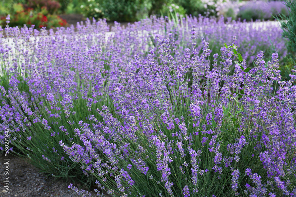 Obraz premium Beautiful blooming lavender plants growing in field