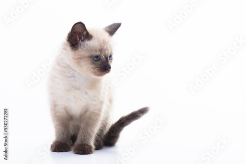 Close up portrait of funny curious Siamese cat looking back attentive isolated on a white background with copy space.