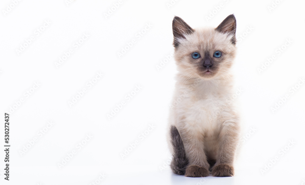 Close up portrait of funny curious Siamese cat looking at the camera attentive isolated on a white background with copy space. Picture for pet shop