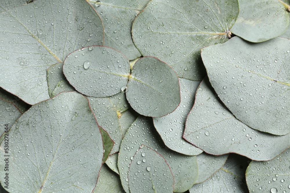 Obraz premium Fresh green leaves of eucalyptus with water drops as background, top view