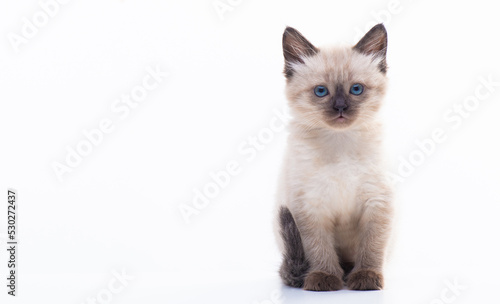 Close up portrait of funny curious Siamese cat looking at the camera attentive isolated on a white background with copy space. Picture for pet shop © Yarkovoy