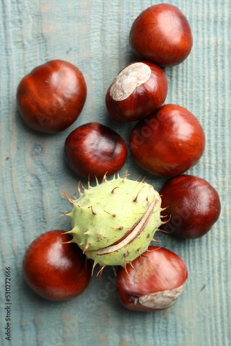 Many horse chestnuts on blue wooden table, flat lay