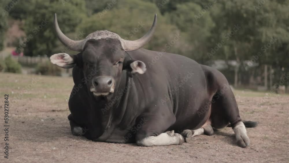 A close up shot of a black buffalo sitting on the ground in west Midlands Safari Park, England A close up shot of a black buffalo sitting on the ground in west Midlands Safari Park, England