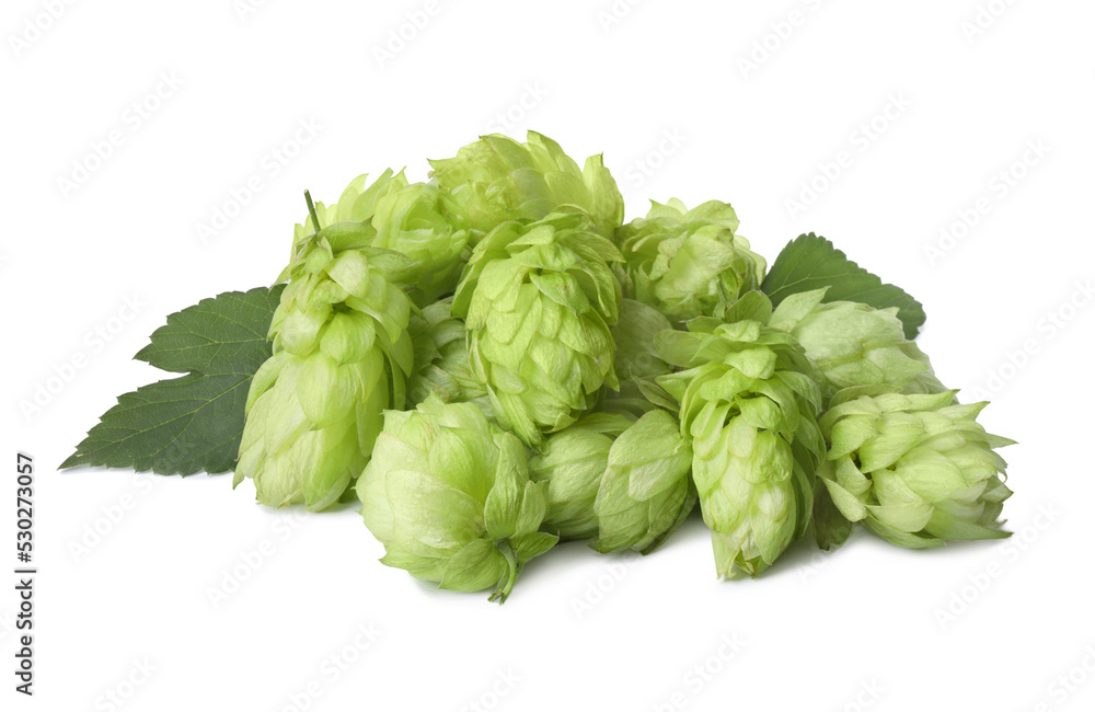 Fototapeta premium Fresh ripe green hops on white background