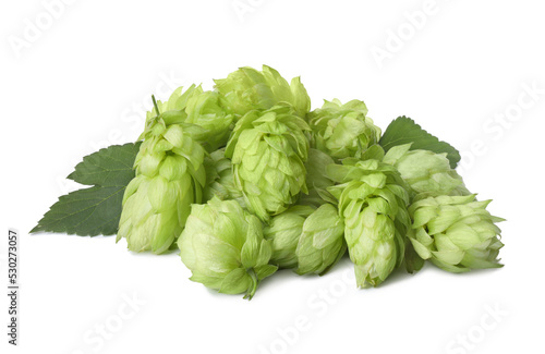 Fresh ripe green hops on white background