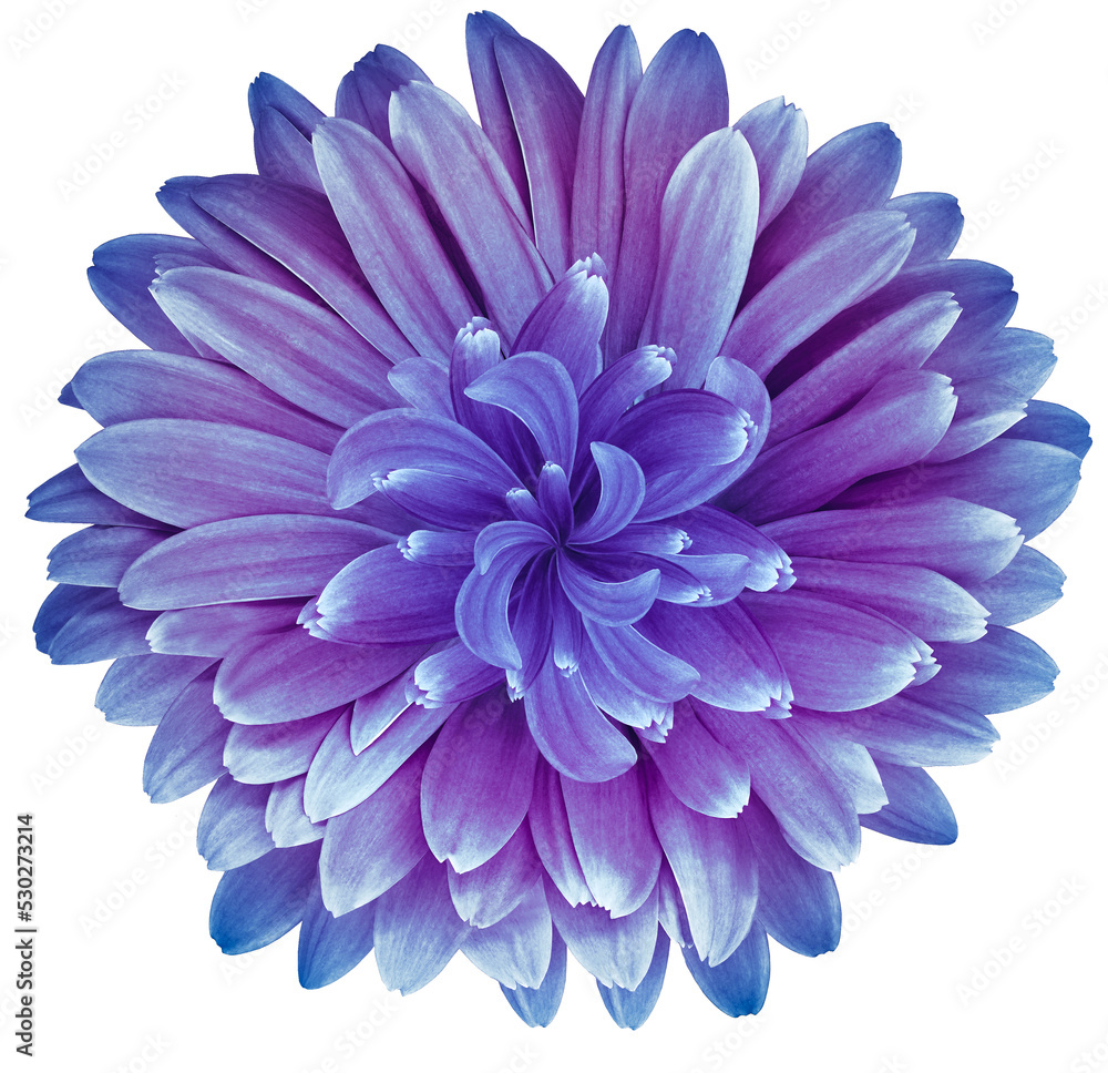 Purple   daisy flower  isolated on  a white background. No shadows with clipping path. Close-up. Nature.