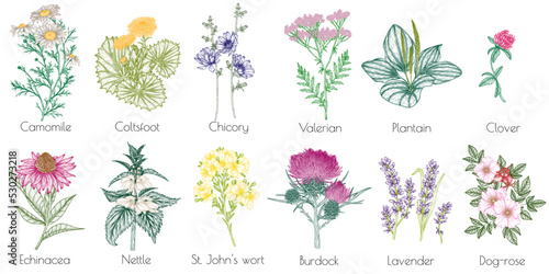 Vector set of 12 medicinal herbs and plants. Linear chamomile, chicory, clover, lavender, plantain, valerian, echinacea, rosehip, coltsfoot, ginkgo, burdock, rosemary, nettle, St. John's wort