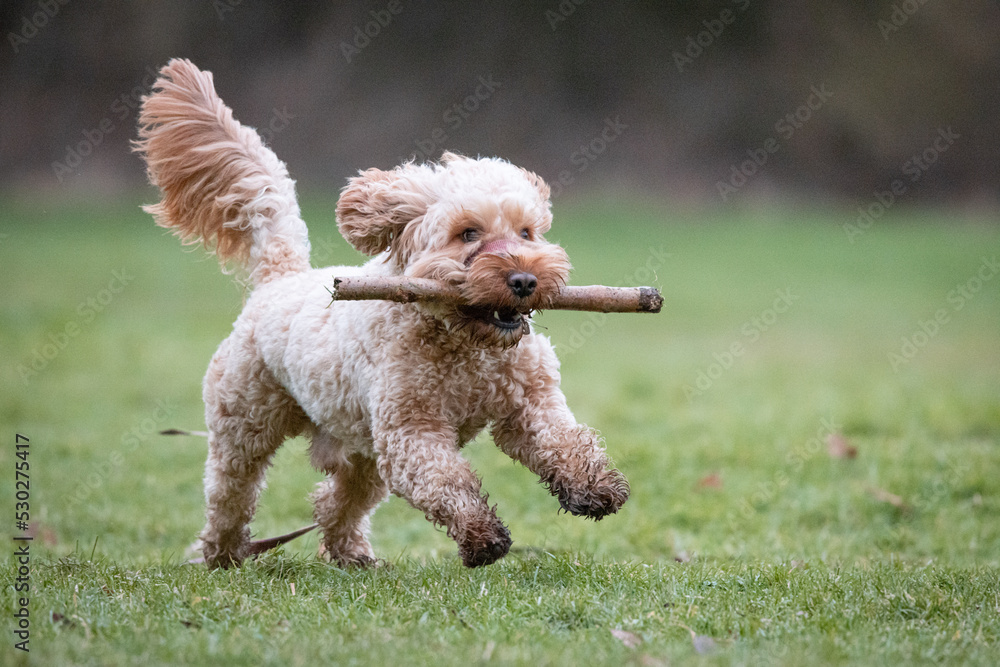 Cockapoo Puppy playing in a field