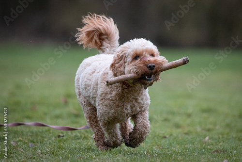 Foto Cockapoo Puppy playing in a field
