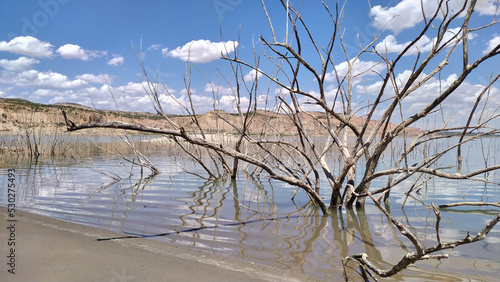 Drying lake with dead trees due to global warming.