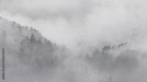 Trees on a hill in fog mist