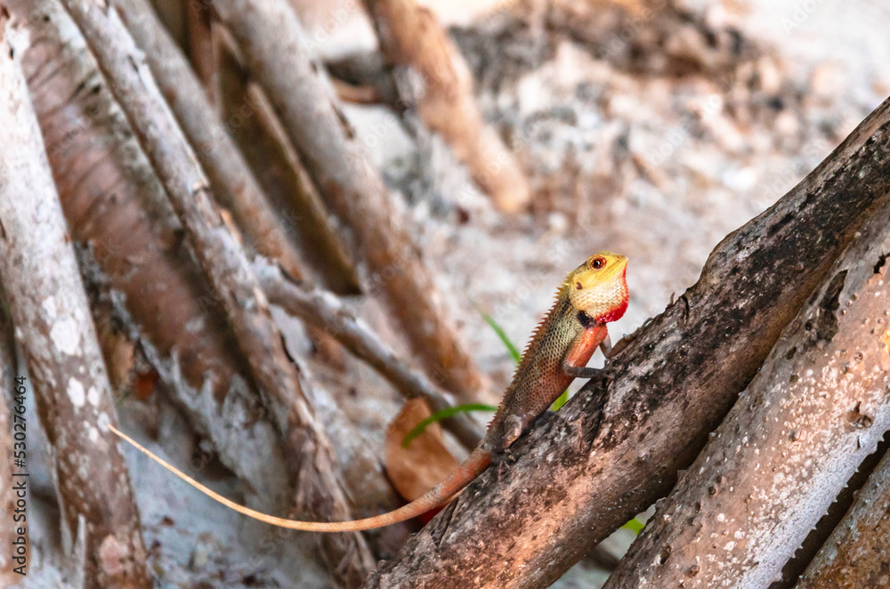 Lizard calotes calotes on a tree in the Maldives Lizard calotes calotes on a tree in the Maldives