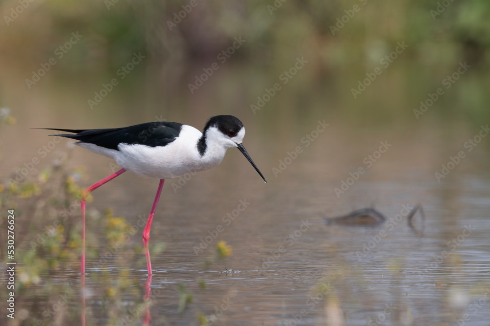 Fototapeta premium Colorful shorebird, Black-winged stilt (Himantopus himantopus).