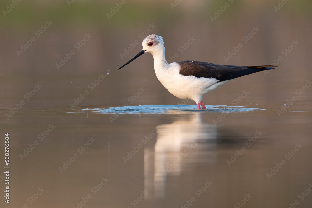 Obraz premium Colorful shorebird, Black-winged stilt (Himantopus himantopus).