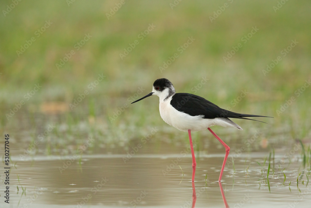 Fototapeta premium Colorful shorebird, Black-winged stilt (Himantopus himantopus).