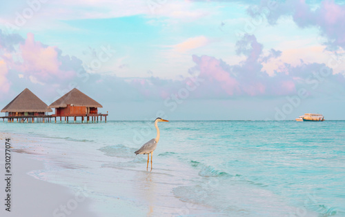 gray heron on the shores of the Indian ocean at dawn in the Maldives