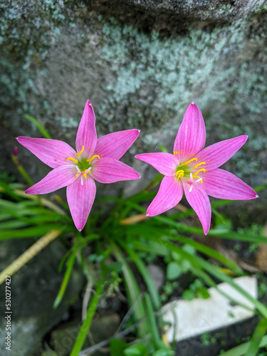 The pink rain lily is a species of plant of the genus Zephyranthes or rain lily native to Peru and Colombia. photo